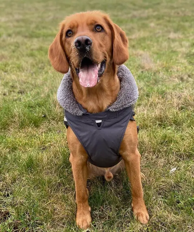 lab and cocker spaniel mix