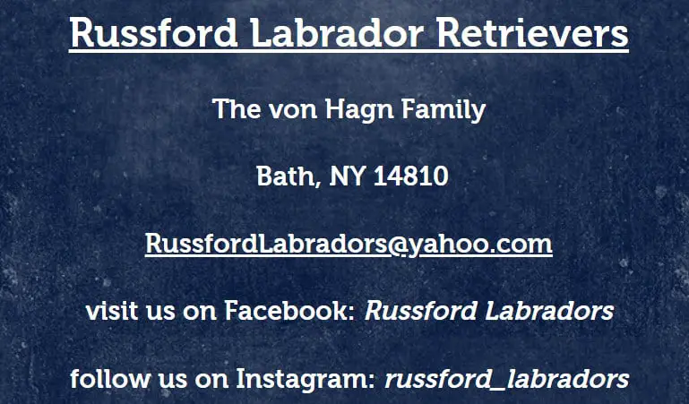  labrador breeders ny