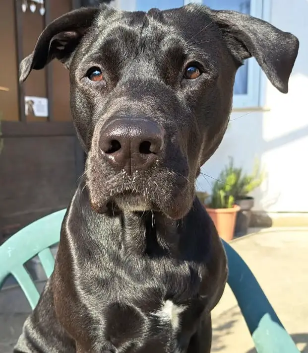 Staffordshire Terrier Lab Mix