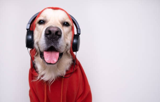 music to calm dogs down