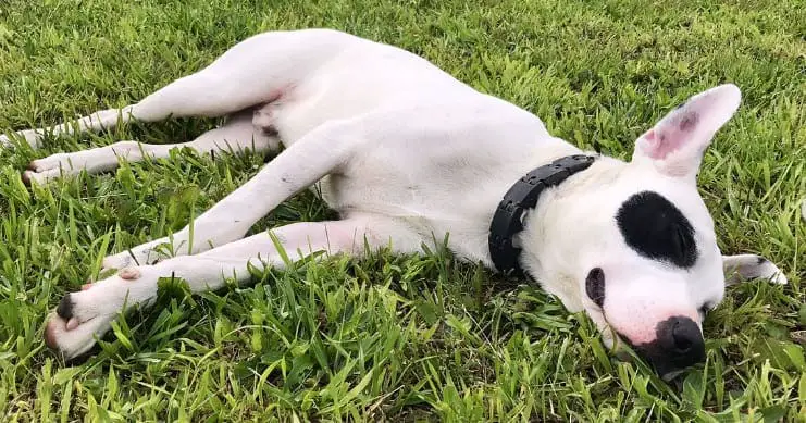 dalmatian mix labrador