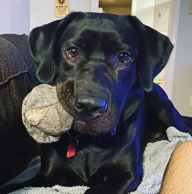 german shepherd black lab mix