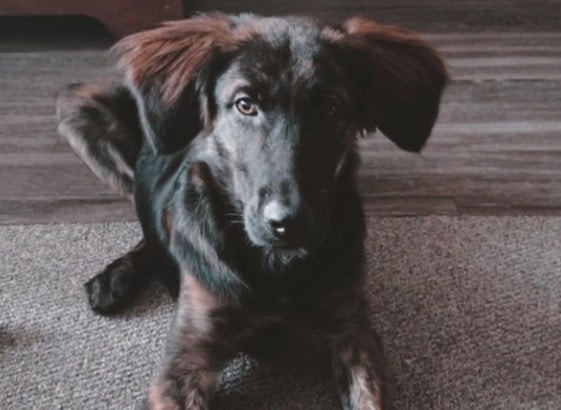 black lab mix with german shepherd