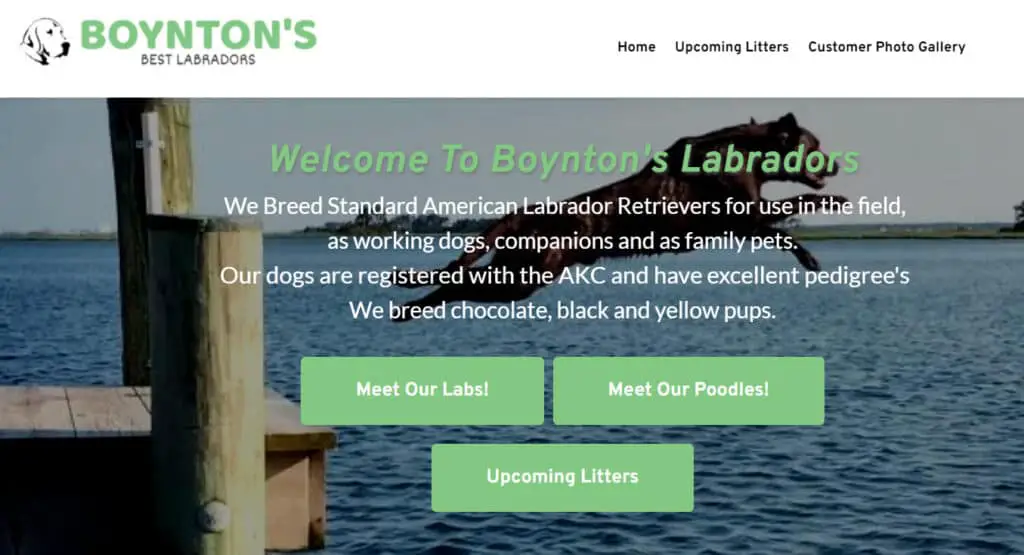 labrador breeders in maryland