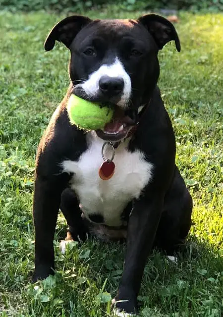 labrador hound mix