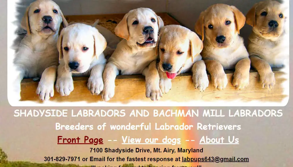 bachman mill labradors