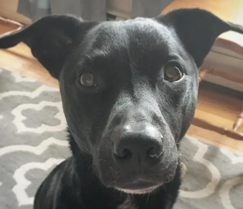 lab hound mix puppy