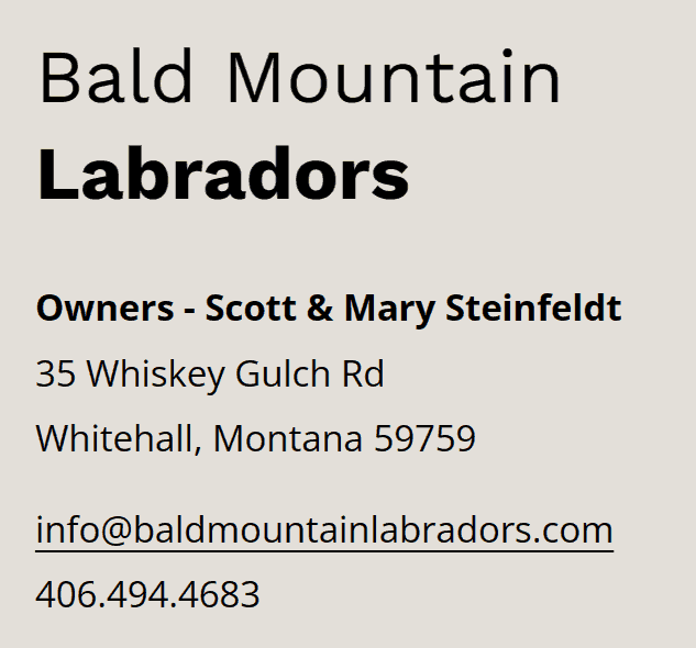 labrador breeders in montana