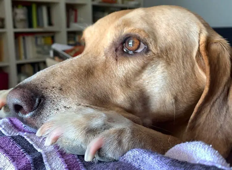 hound lab mix