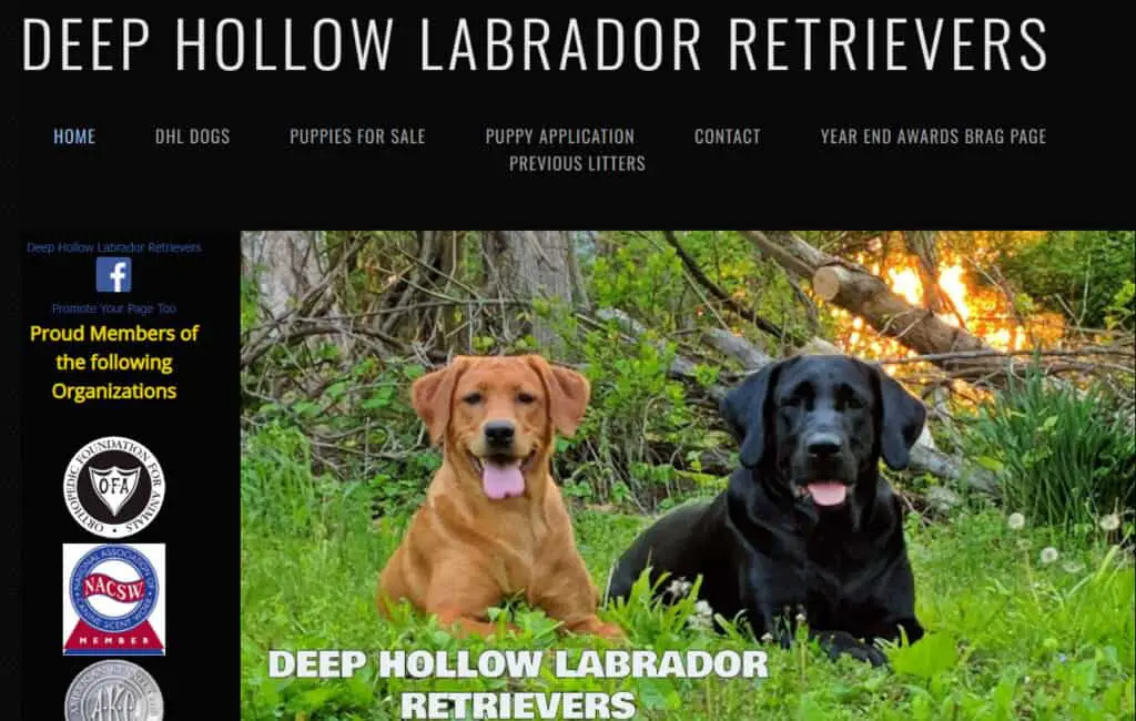 labrador breeders maryland