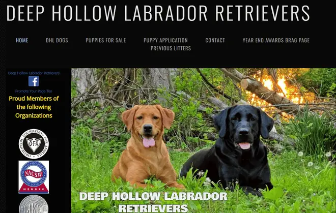 labrador breeders oregon