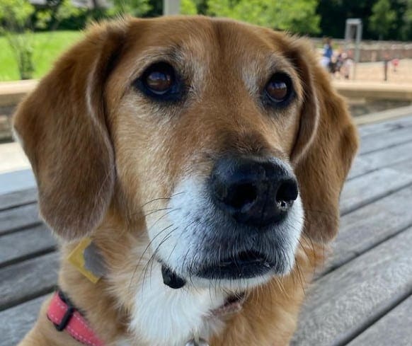 lab and hound mix