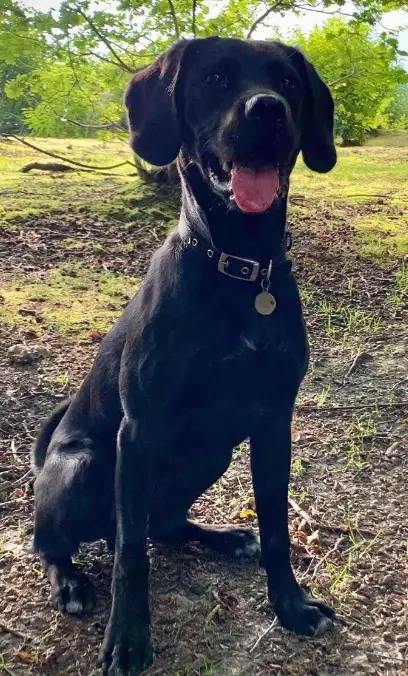 cocker spaniel and black lab mix