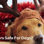 Are Antlers Safe For Dogs