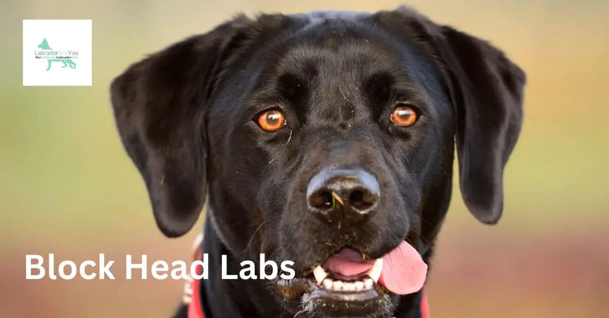 Block Head Labs Are They Better And Healthier?