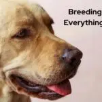 Breeding Labradors