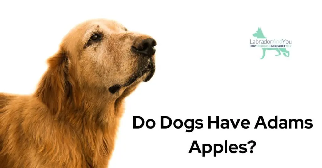 Do Dogs Have Adams Apples