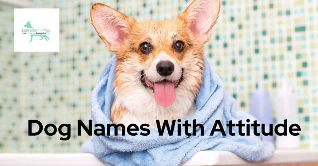 Dog Names With Attitude