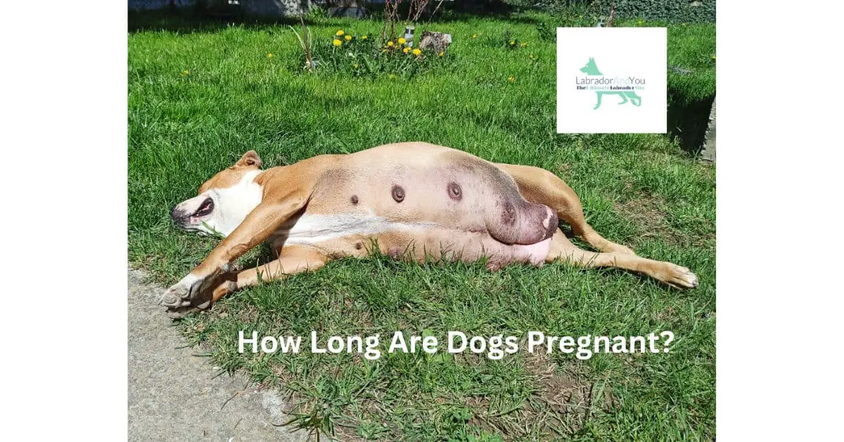 How Long Are Dogs Pregnant? Week By Week Update