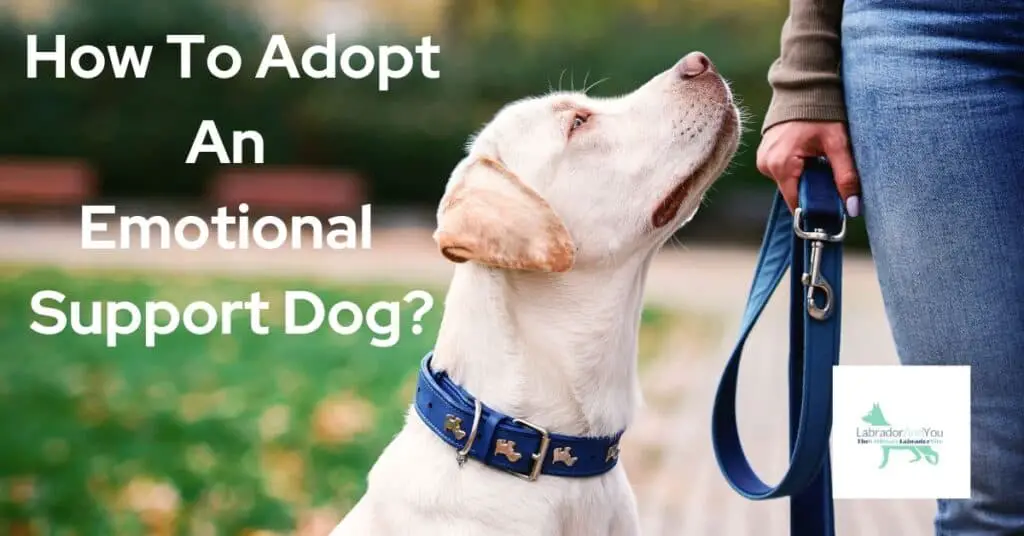 How To Adopt An Emotional Support Dog