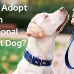How To Adopt An Emotional Support Dog