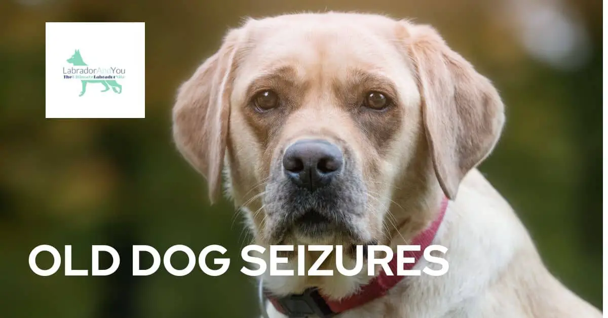 How Often Do Older Dogs Have Seizures at Caroline Wood blog