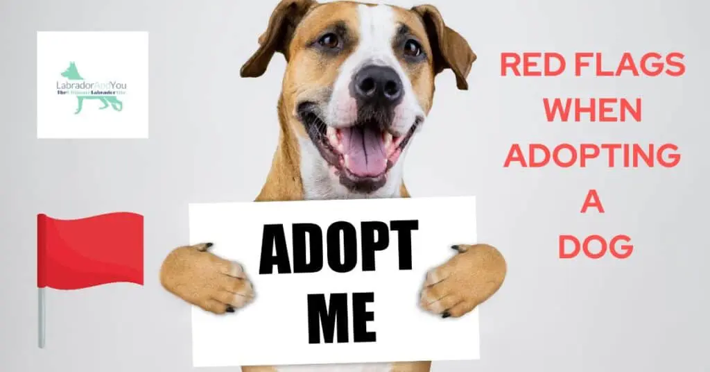 RED FLAGS WHEN ADOPTING A DOG