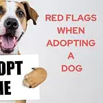 RED FLAGS WHEN ADOPTING A DOG