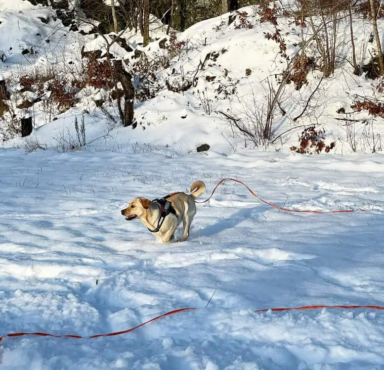 Do labs get cold