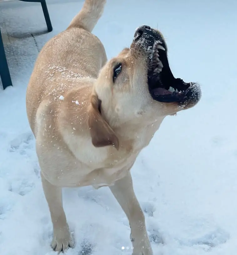 How cold is too cold for a lab