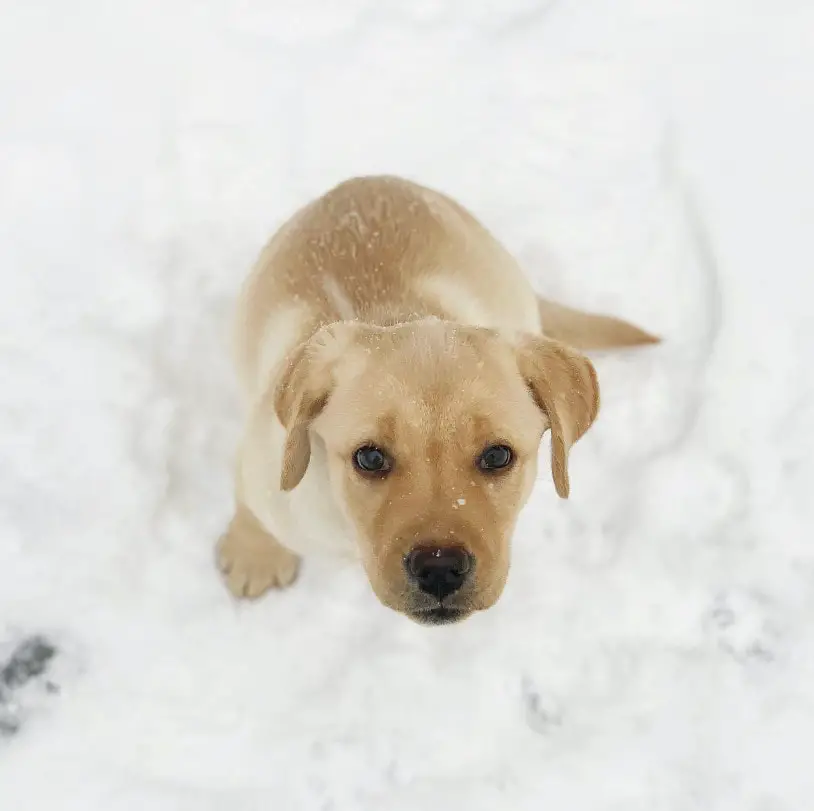 how cold can labs tolerate