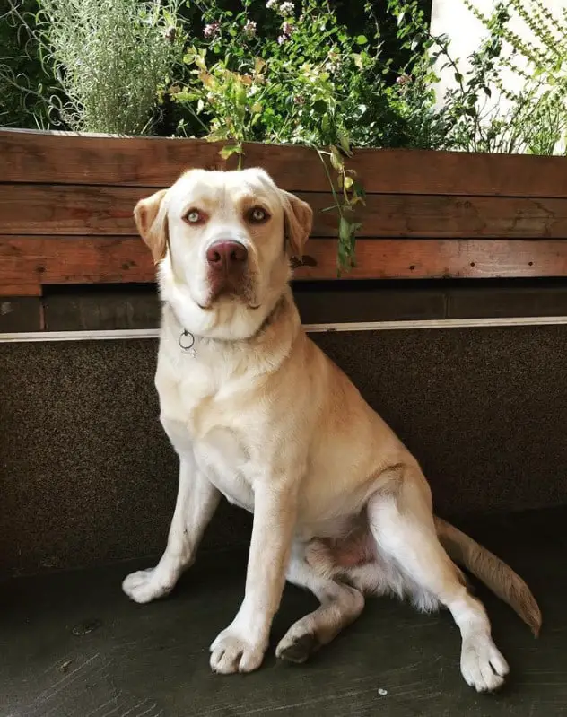 green labrador