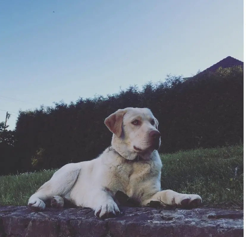 green lab puppy