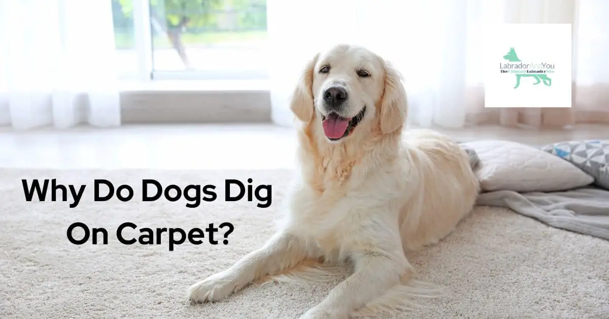 Why Do Dogs Dig On Carpet? Complete Guide