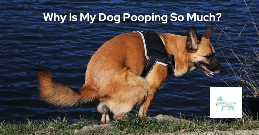 Why Is My Dog Pooping So Much