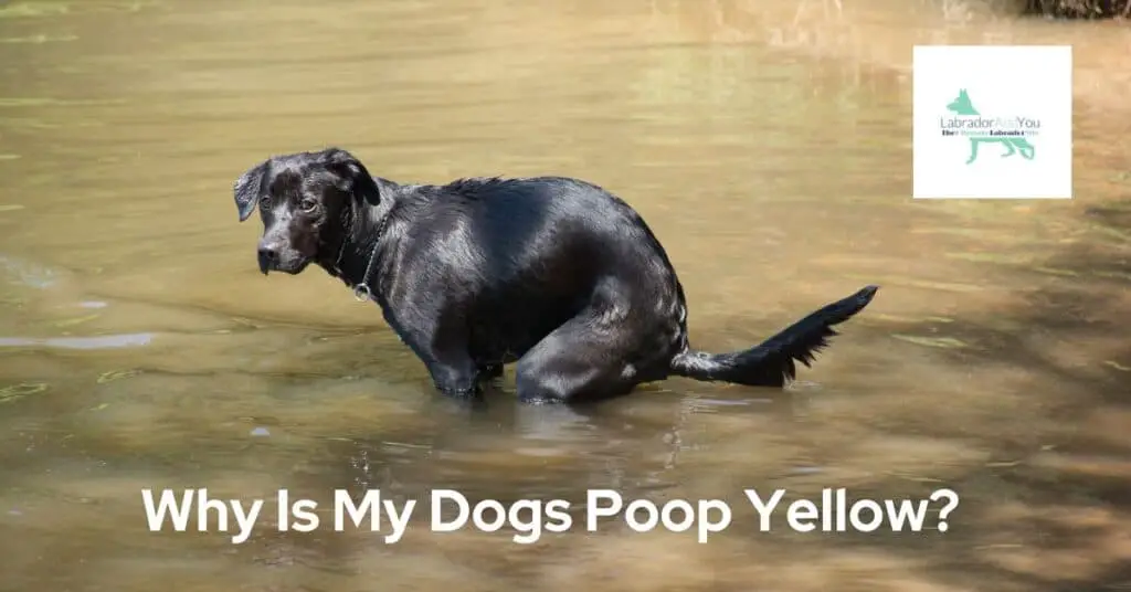 Why Is My Dogs Poop Yellow