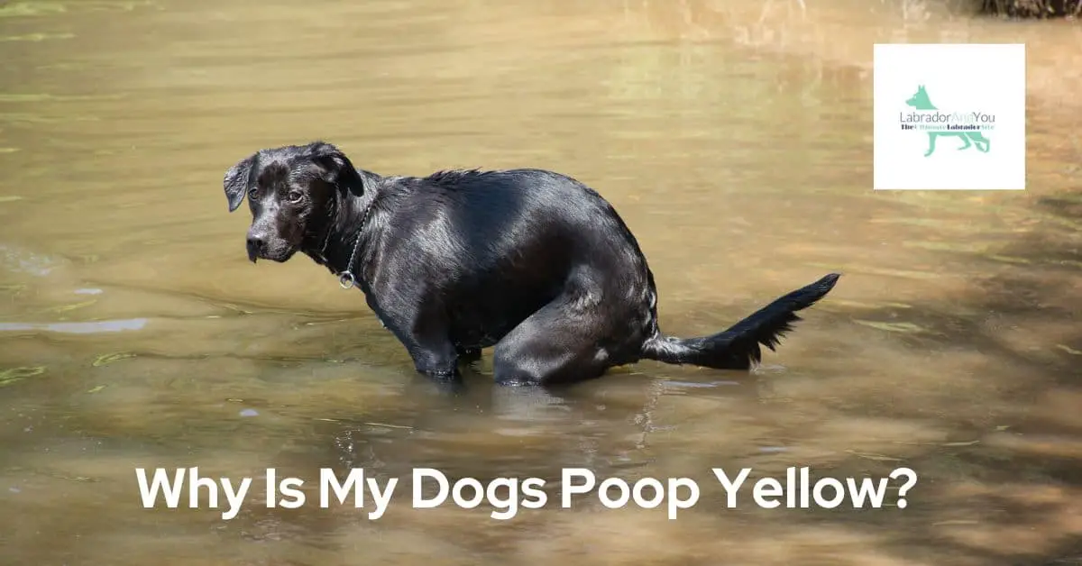 why-is-my-dogs-poop-yellow-8-reasons-solutions