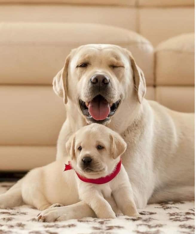 Labrador Breeding