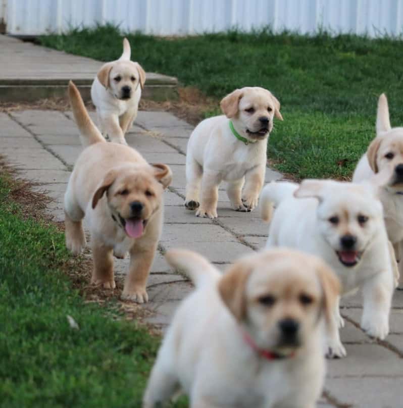 breeding labradors