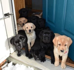 Labrador Inbreeding Breeding Labradors: Everything You Need to Know
