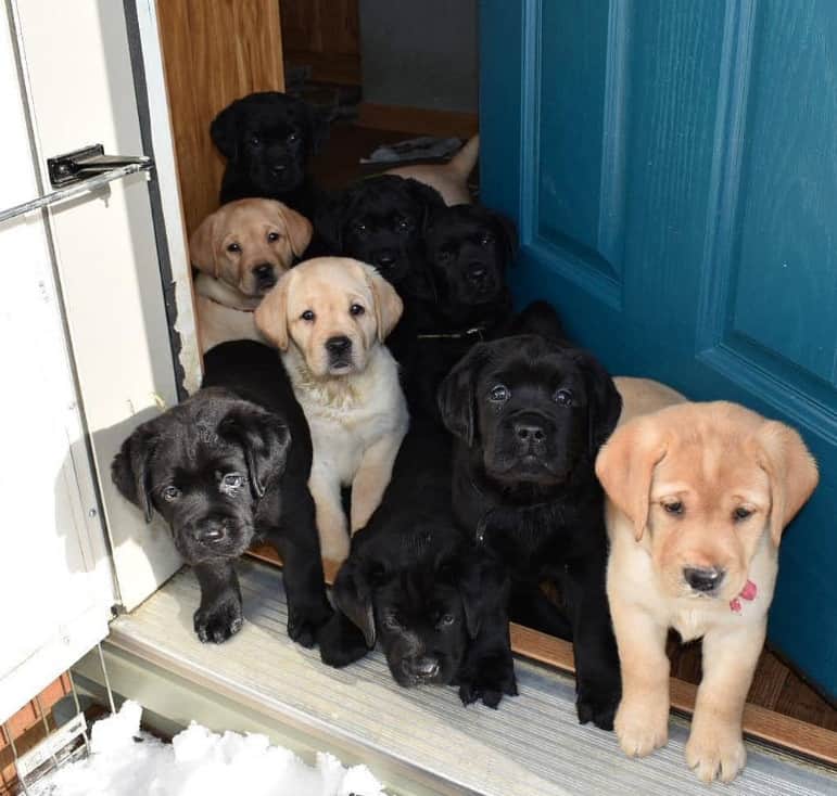 breeding lab/ Credits: labrador_puppy__