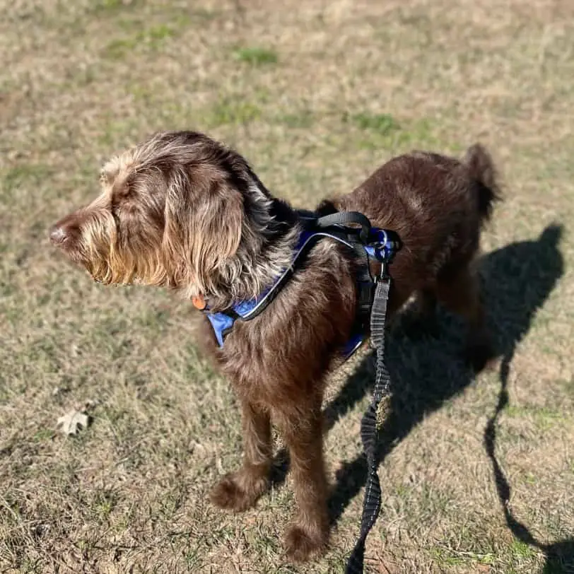 straight coated labradoodle