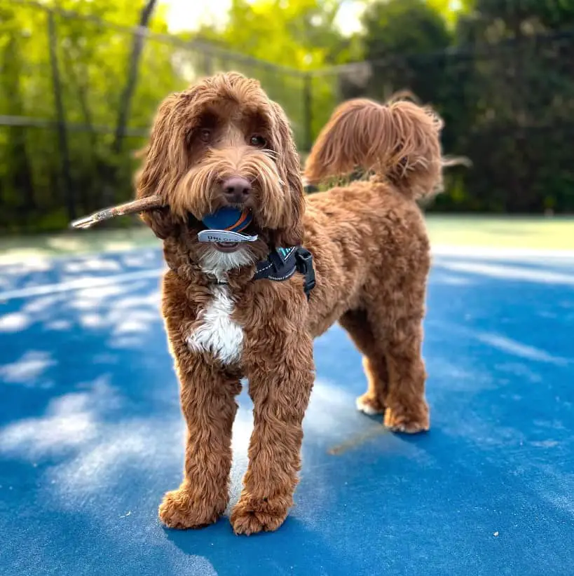 Red Labradoodle