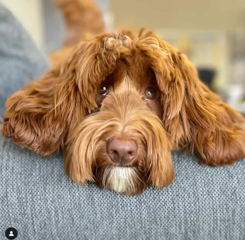 Red Labradoodle puppy