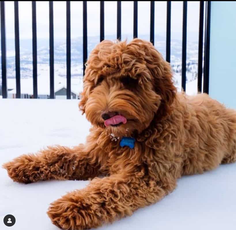 Labradoodle Red