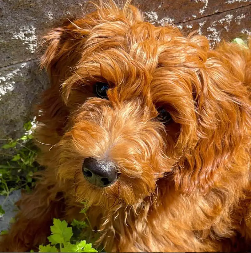 Red labradoodle Puppies