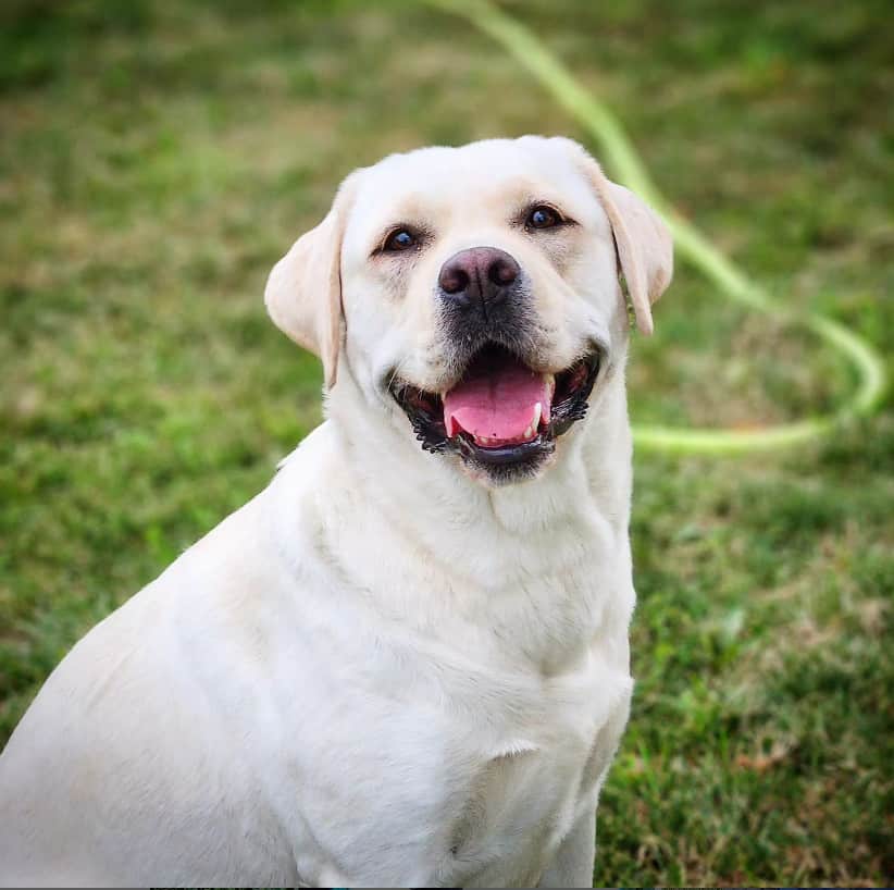 blockhead labrador