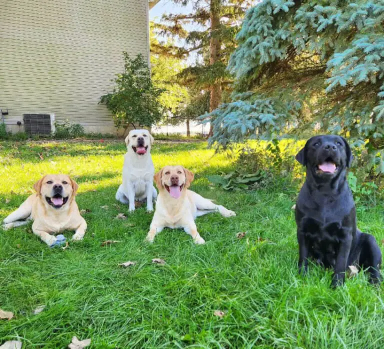 Block Head Labs Are They Better And Healthier?