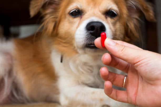 Dog Medicine Dosage Chart
