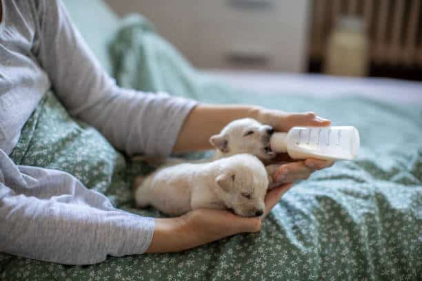 bottle feed a puppy